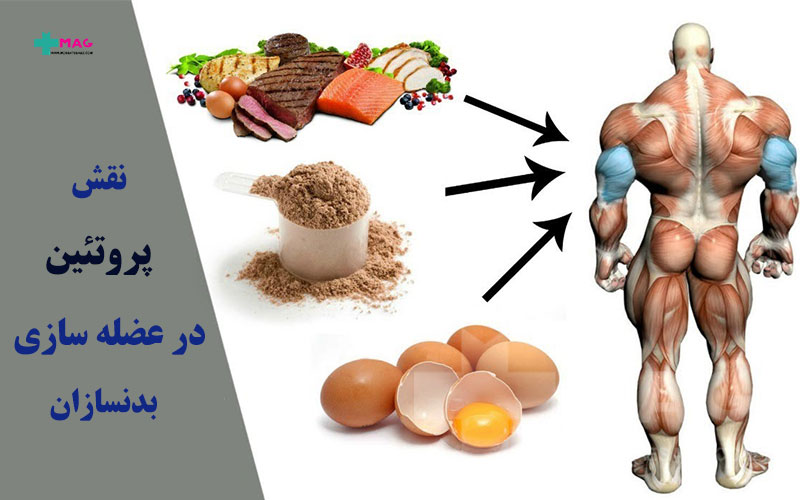 نقش پروتئین در عضله سازی