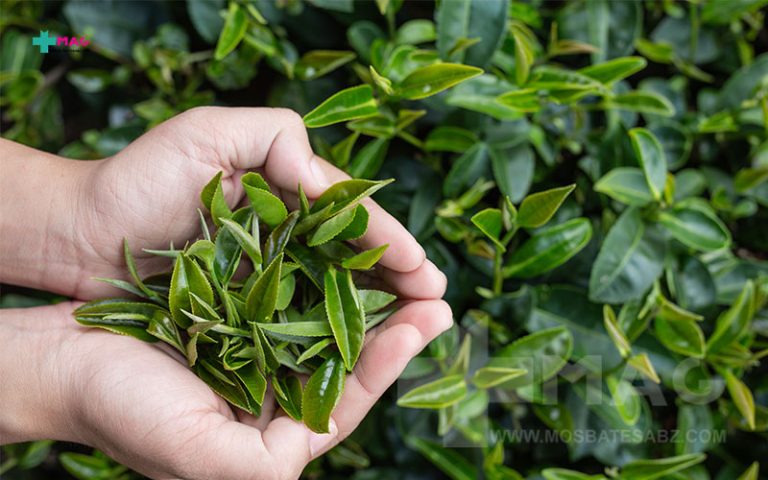 خواص چای سبز