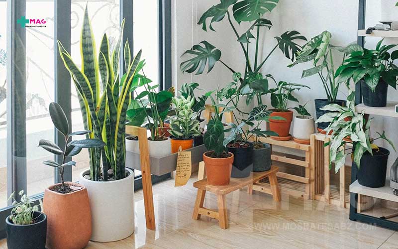 رفع آلودگی هوا با گیاهان آپارتمانی