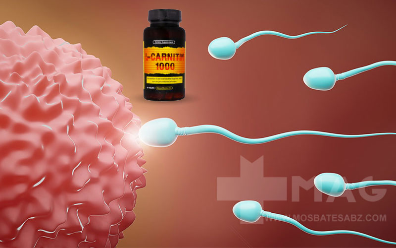 تاثیر ال کارنیتین روی اسپرم