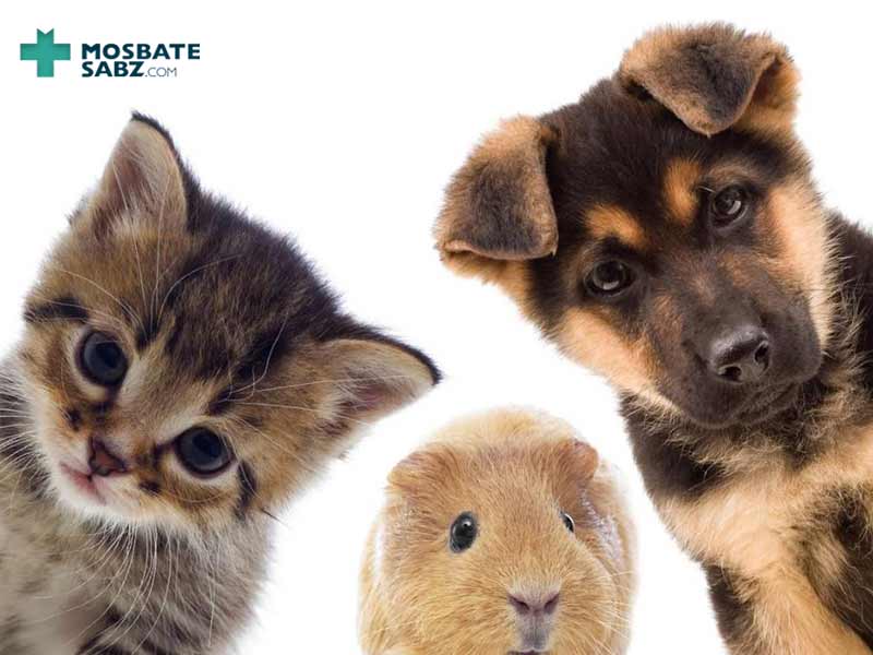 نکات بهداشتی در مورد خرید و نگهداری حیوانات در خانه