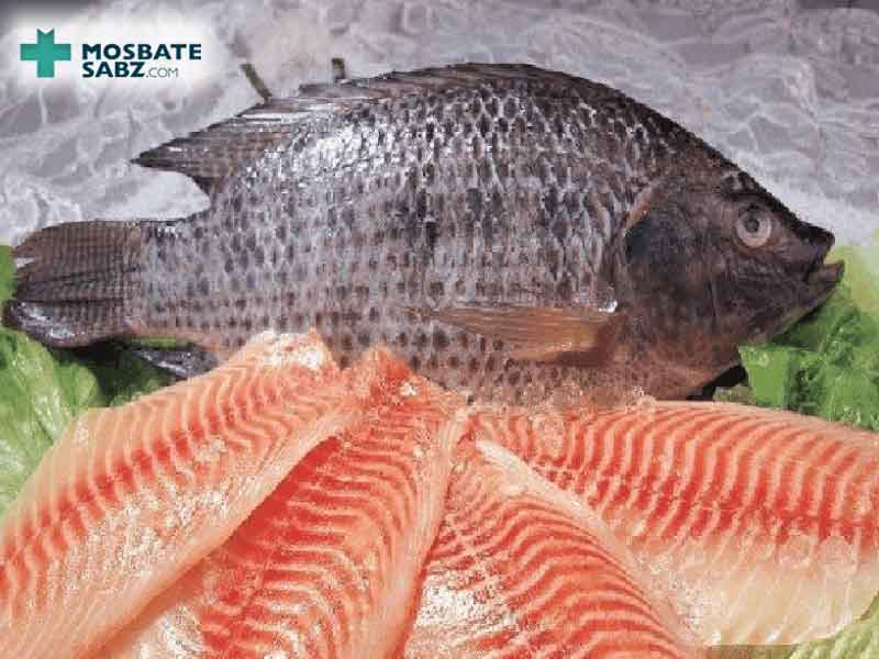 خاصیت ها و مضرات مصرف ماهی تیلاپیا برای بدن