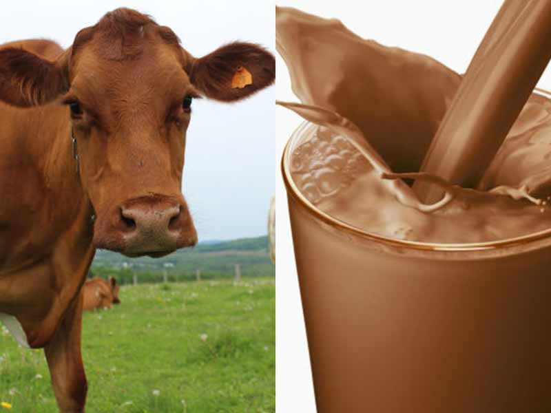 آیا شیرکاکائو خواص شیر را دارد؟