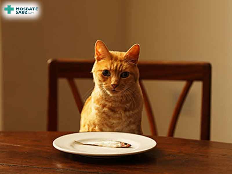 اشتراکات غذایی بین انسان و گربه