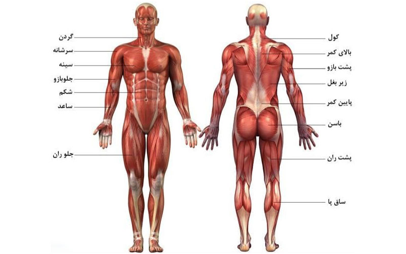 آناتومی عضلات در بدنسازی