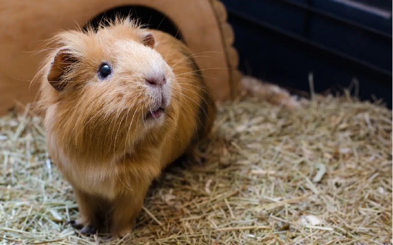 مزایا و معایب نگهداری از خوکچه هندی چیست؟