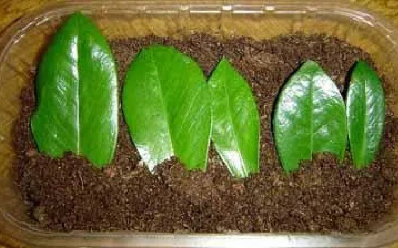 تکثیر قطعی زاموفیلیا