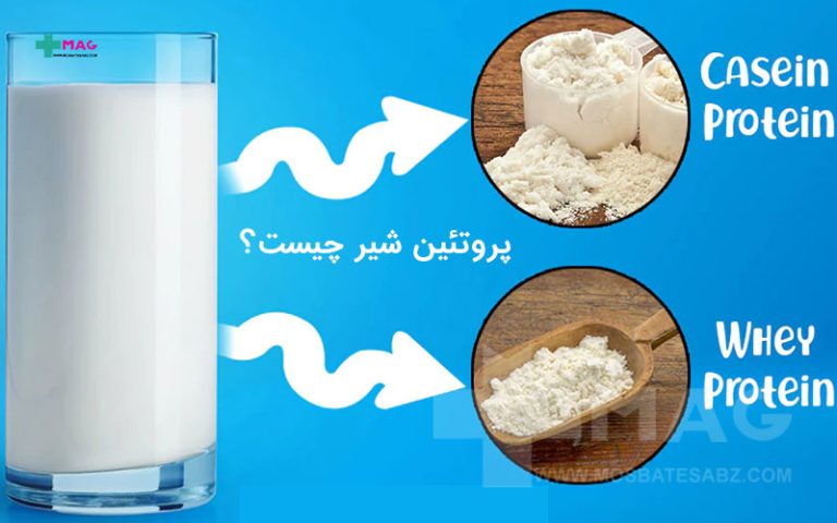 پروتئین شیر