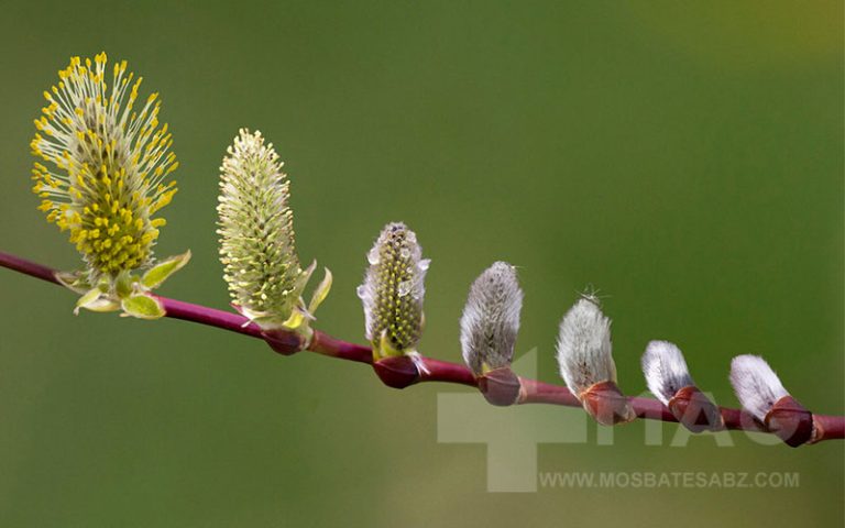 خواص عرق بیدمشک
