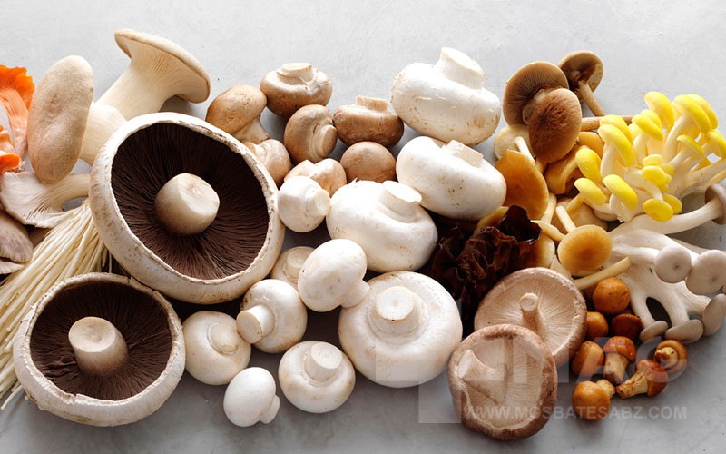 خواص قارچ