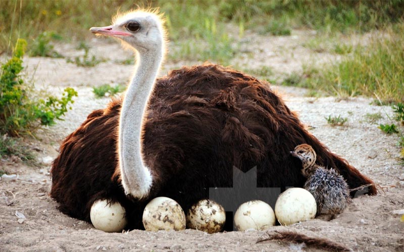 روغن شتر مرغ