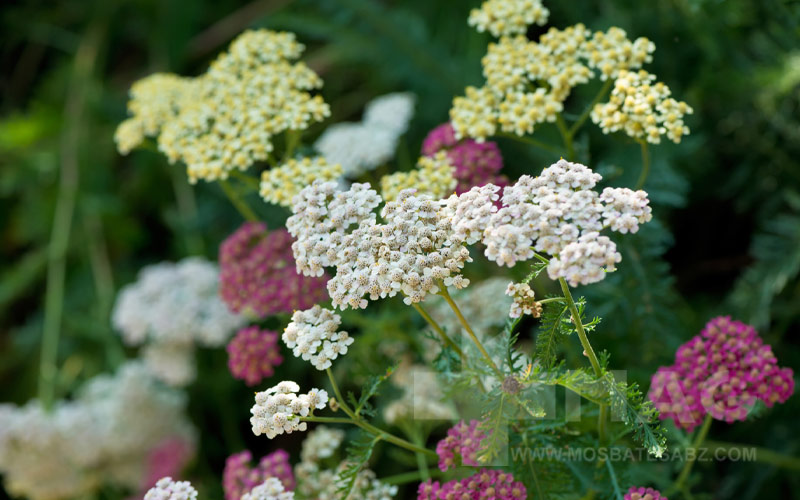 گیاه بومادران