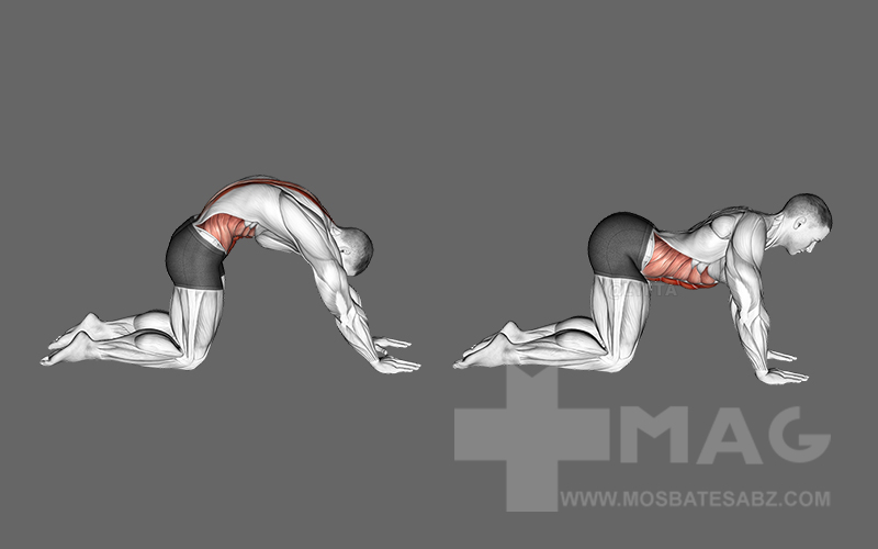 کشش گربه گاو