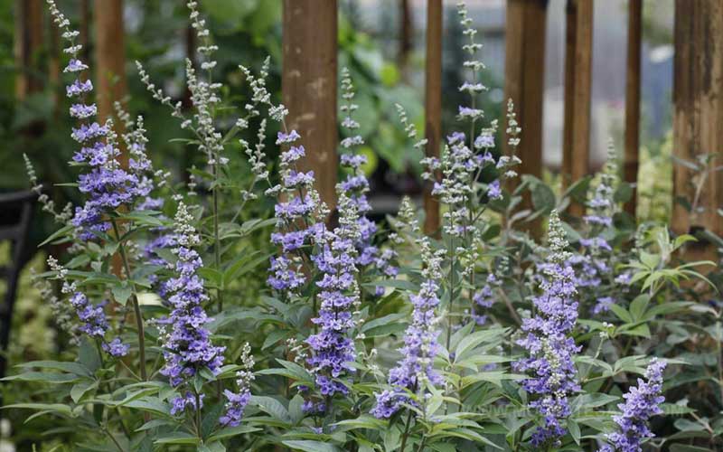 گیاه پنج انگشت