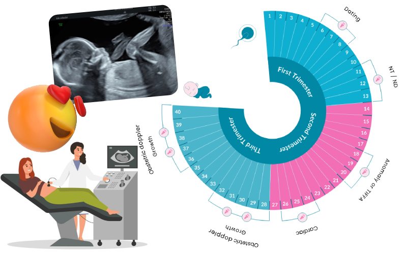 جدول سونوگرافی بارداری [ 0 تا 100 سونوگرافی بارداری ]