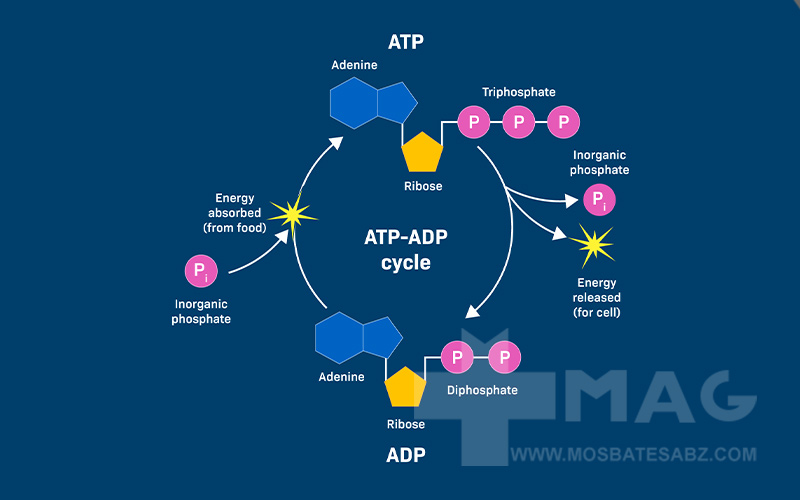 آدنوزین تری فسفات یا (ATP) چیست و چرخه ATP-ADP و نقش آن در تامین انرژی سلول