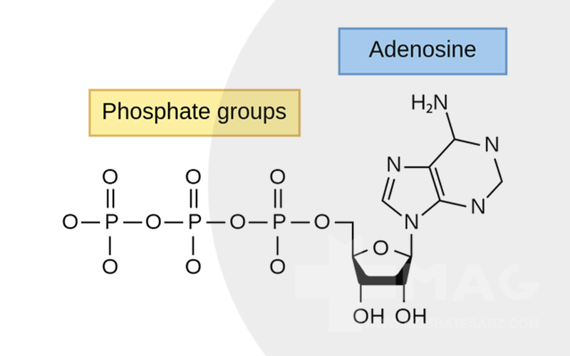 ساختار و ترکیب آدنوزین تری فسفات (ATP)