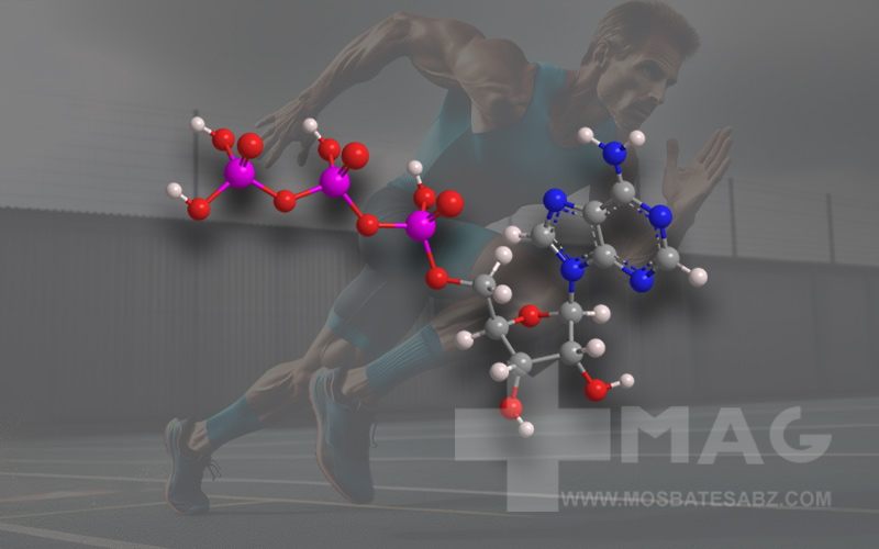 آدنوزین تری فسفات یا (ATP) چیست