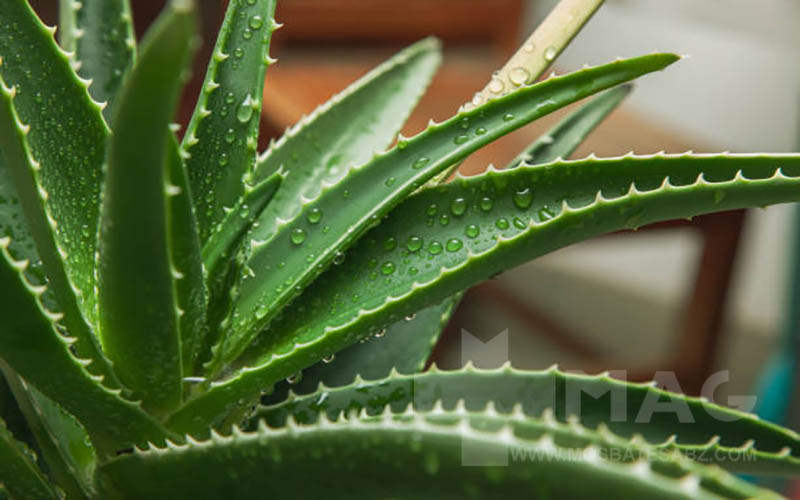 اسپری بدن آبرسان با آلوئهورا