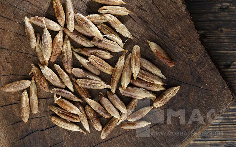 خواص هسته خرما برای مردان