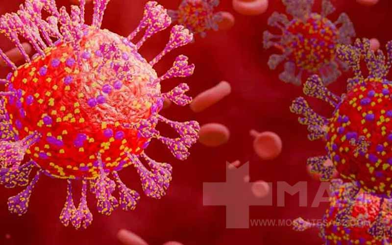 آیا کرونای تیغی مسری است؟