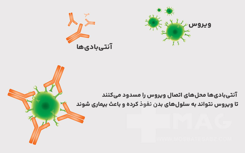 نحوه عملکرد واکسن آنفولانزا در بدن مادر باردار و ایجاد آنتیبادی